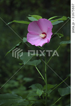 秋の花 ブイヨン 野生の花 31675607