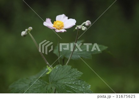 花 風花 ピンク 31675625