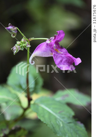 ムルボンソンファ バルサム 野生の花 31675676