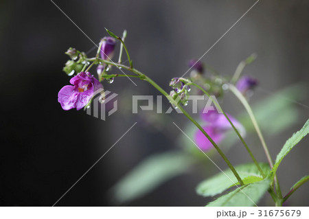 ムルボンソンファ バルサム 野生の花 31675679