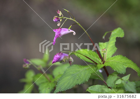 花 ムルボンソンファ バルサム 31675682