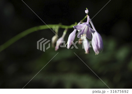 花 ビビチュ 野生の花 31675692