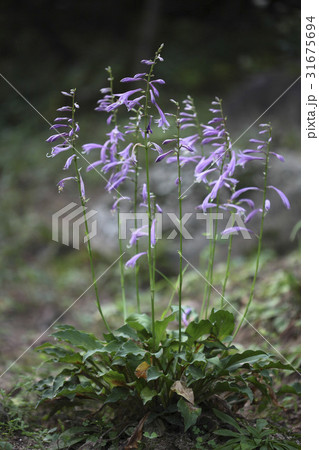 花 ビビチュ 野生の花 31675694