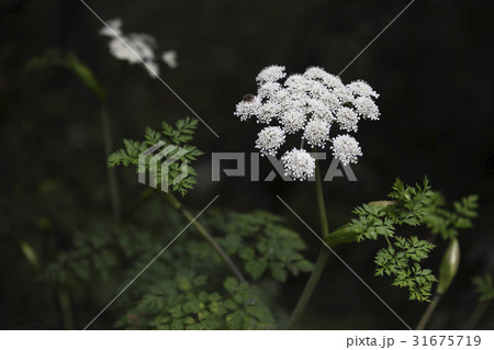 花 センキュウ クローズアップ 31675719