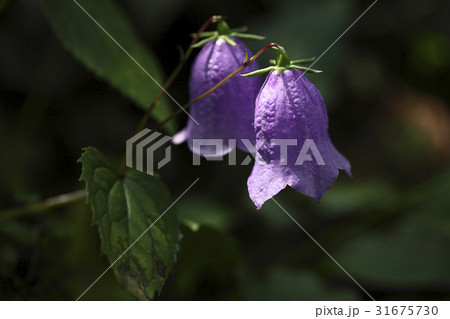 金剛ランタン 花 野生の花 31675730