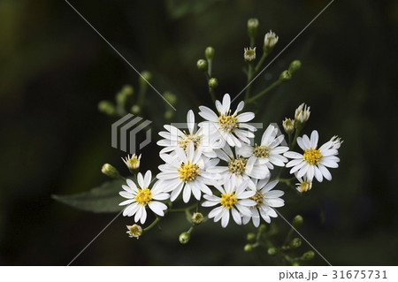 カシルヨメナ 花 野生の花 31675731