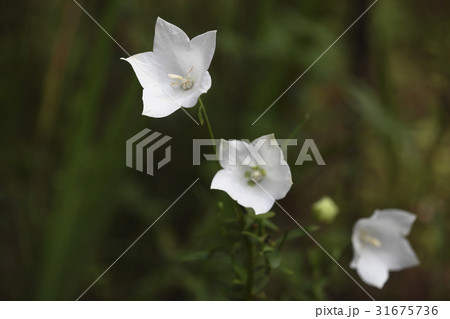 花 桔梗の花 野生の花 31675736