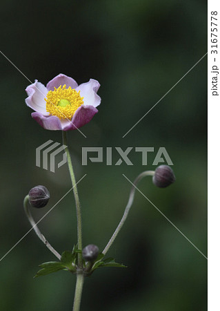 花 風花 ピンク 31675778