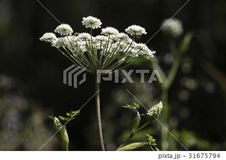 花 野生の花 センキュウ 31675794