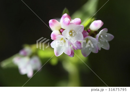 ミゾソバ 花 野生の花 31675795