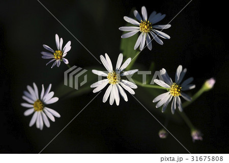 カシルヨメナ 花 野生の花 31675808