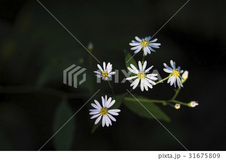 カシルヨメナ 花 野生の花 31675809