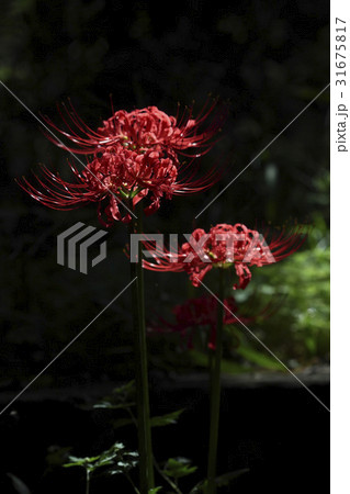 花 コトムルト 野生の花 31675817