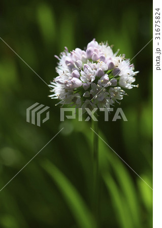 花 ヅメニラ 野生の花 31675824