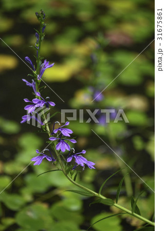 花 木ジャンデ 野生の花 31675861