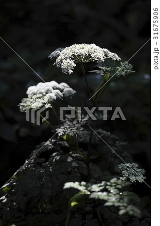 花 野生の花 センキュウ 31675906