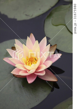 花 修練 池 31675980