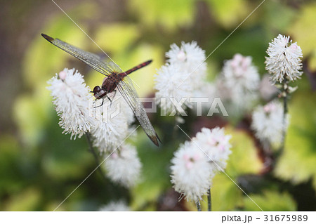 花 野生の花 なぜ乗馬 31675989