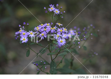 カシルヨメナ 花 野生の花 31676048