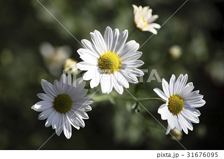 秋の花 グジョルチョ 植物 31676095