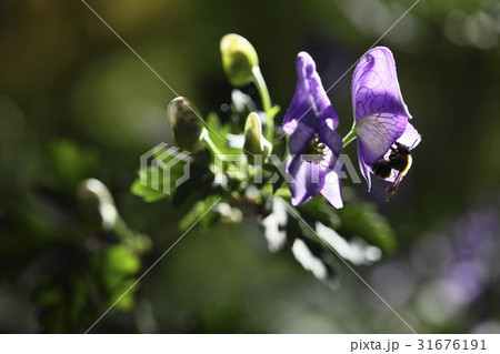 秋の花 野生の花 クローズアップ 31676191