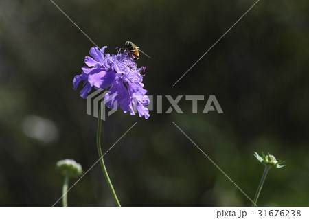 花 ソルチェコト 野生の花 31676238