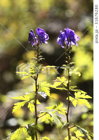 秋の花 野生の花 クローズアップ 31676280