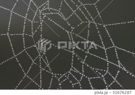 ウェブ 水滴 画像 31676287
