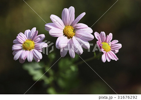 秋の花 菊 植物 31676292