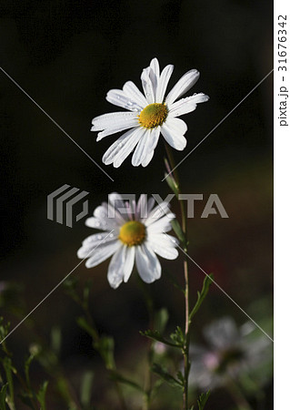 秋の花 グジョルチョ 野生の花 31676342