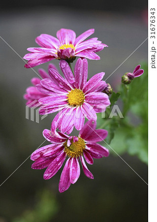 秋の花 菊 植物 31676343