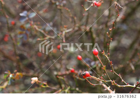 ビンゴメイディランド・バラの赤い実 31676362