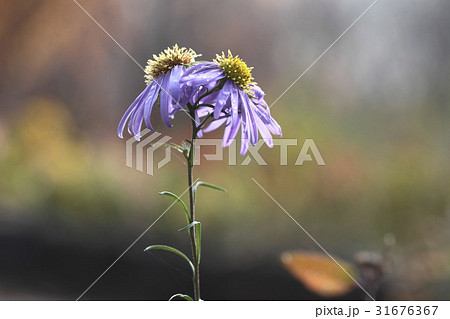 花 ヨメナ 野生の花 31676367