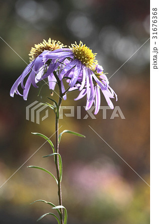 花 見よ ヨメナ 31676368