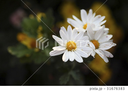 秋の花 グジョルチョ 野生の花 31676383