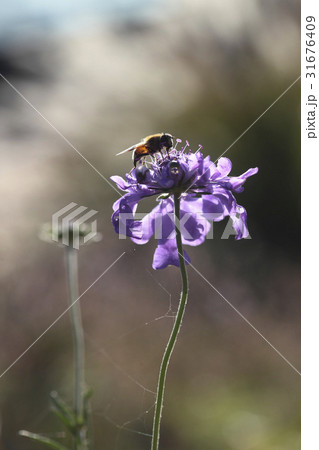 秋の花 ソルチェコト 野生の花 31676409
