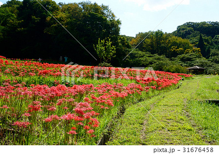 久留里の彼岸花棚田 久留里城山郷 千葉県君津市久留里の写真素材