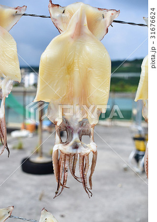 スルメイカ スルメイカ 31676624