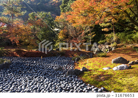 宝厳院の紅葉 31676653