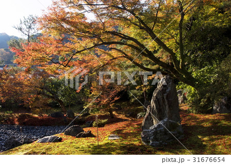 宝厳院の紅葉 31676654