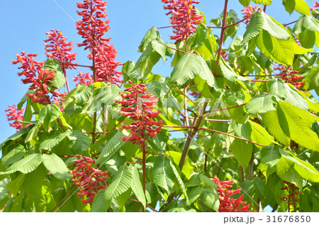 樹木:アカバナアメリカトチノキ トチノキ科 樹木:アカバナアメリカトチノキ トチノキ科 31676850