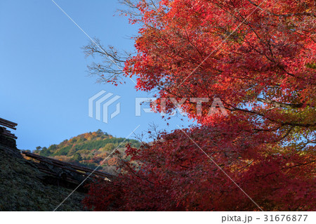 嵐山(紅葉　11月) 31676877