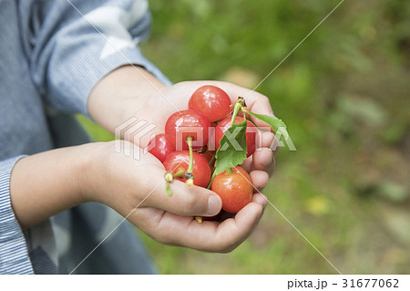 さくらんぼ狩りイメージ 31677062