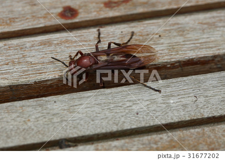 昆虫 虫 蟲 31677202