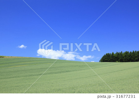 北海道 美瑛町 麦畑と雑木林 北海道 美瑛町 麦畑と雑木林 31677231