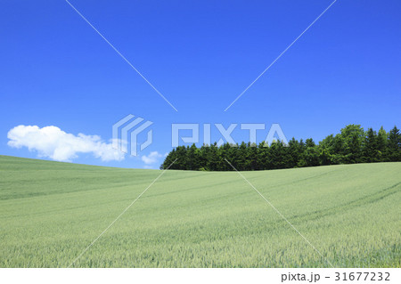 北海道　美瑛町　麦畑と雑木林 31677232