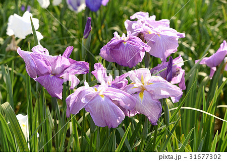 あやめの花 あやめの花 31677302