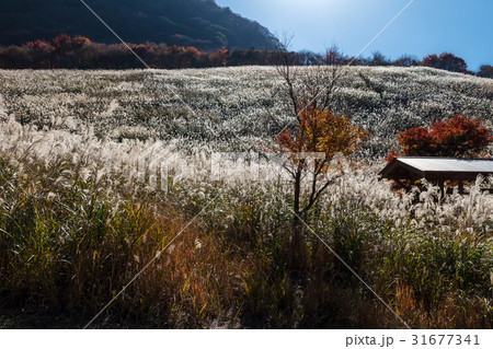 英彦山鷹巣原高原のすすき 英彦山鷹巣原高原のすすき 31677341