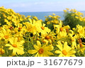 海と黄色い花 31677679