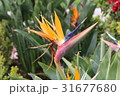 カリフォルニアの花 31677680